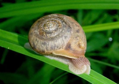Mesodon thyroidus; White-lip Globe Snail