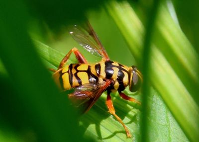 Milesia virginiensis; Yellowjacket Hover Fly