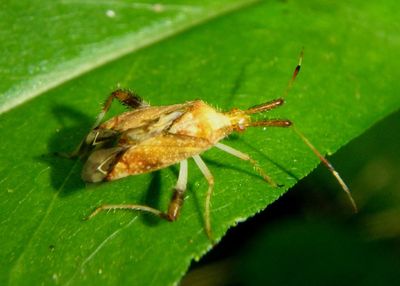 Neurocolpus nubilus group; Plant Bug species