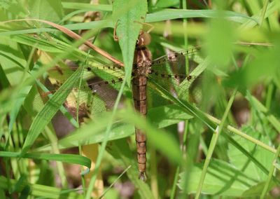Neurocordulia molesta; Smoky Shadowdragon