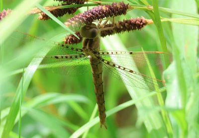Neurocordulia molesta; Smoky Shadowdragon