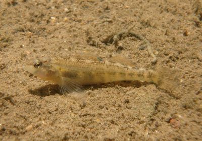 Orangethroat Darter 