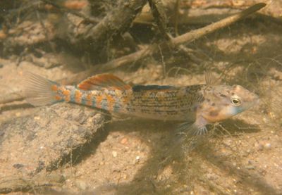 Orangethroat Darter