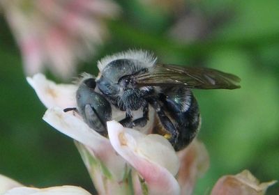 Osmia Mason Bee species