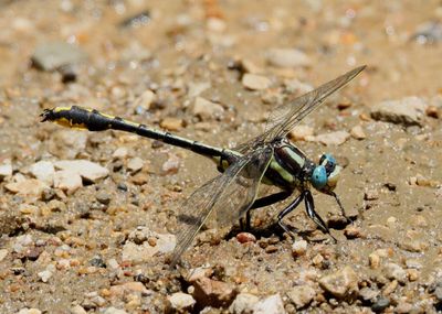 Phanogomphus graslinellus; Pronghorn Clubtail; male