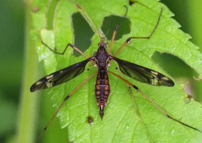 Tipula fuliginosa; Sooty Crane Fly; female