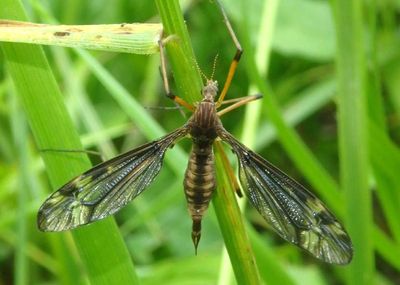 Tipula fuliginosa; Sooty Crane Fly; female