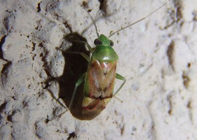 Dichrooscytus irroratus; Plant Bug species