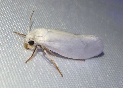 0197-0205 - Prodoxinae Yucca Moth species