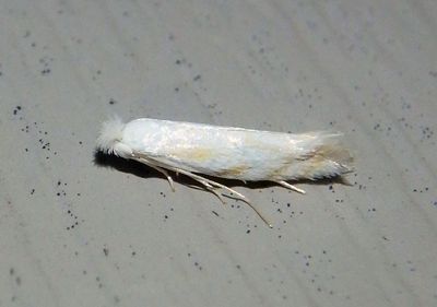 0486 - Bucculatrix montana; Ribbed Cocoon-maker Moth species