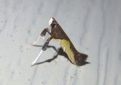0594 - Caloptilia belfragella; Leaf Blotch Miner Moth species