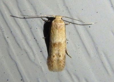 1246 - Pigritia murtfeldtella; Scavenger Moth species