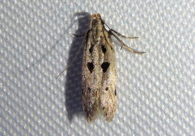 1928 - Deltophora sella; Twirler Moth species
