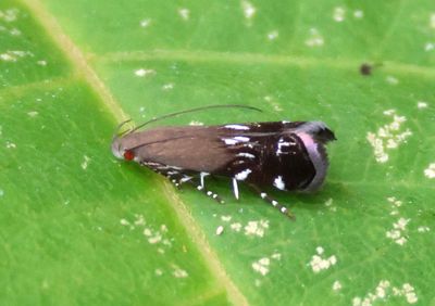 2241 - Anacampsis levipedella; Twirler Moth species