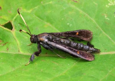 2532 - Albuna fraxini; Virginia Creeper Clearwing