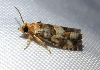 3074 - Eucopina tocullionana; White Pine Cone Borer