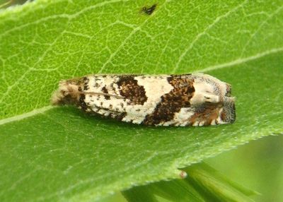 3091 - Pelochrista matutina; Tortricid Moth species