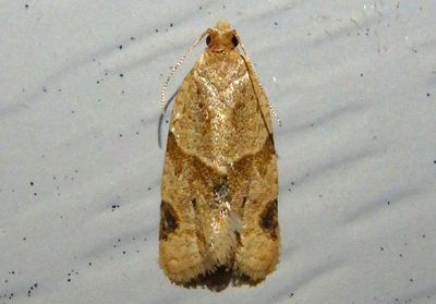 3688 - Clepsis peritana; Garden Tortrix