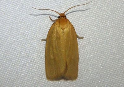 3693 - Xenotemna pallorana; Tortricid Moth species
