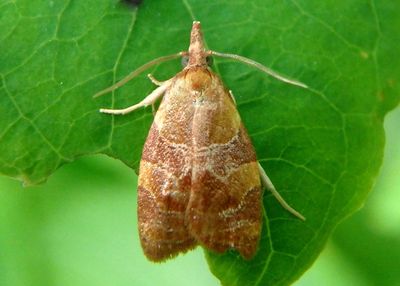3716 - Cenopis diluticostana; Spring Dead-leaf Roller