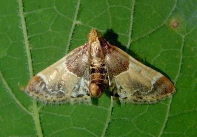 5510 - Pyralis farinalis; Meal Moth