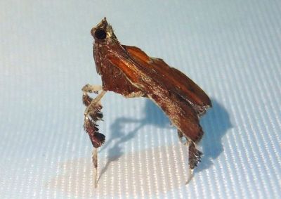 5552 - Galasa nigrinodis; Boxwood Leaftier