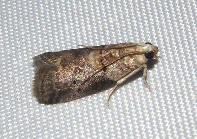5673 - Acrobasis angusella; Hickory Leafstem Borer