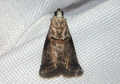 5673 - Acrobasis angusella; Hickory Leafstem Borer