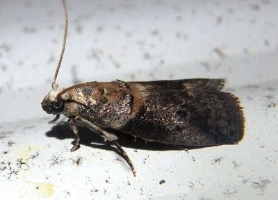 5673 - Acrobasis angusella; Hickory Leafstem Borer