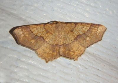 6885 - Besma quercivoraria; Oak Besma