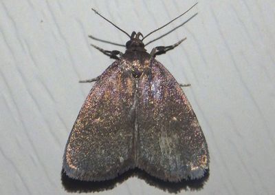 8326 - Idia rotundalis; Rotund Idia Moth