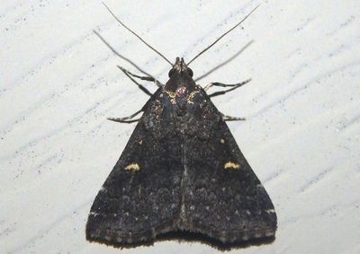 8366 - Tetanolita mynesalis; Smoky Tetanolita