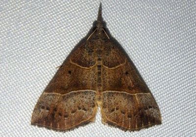 8446 - Hypena deceptalis; Deceptive Hypena