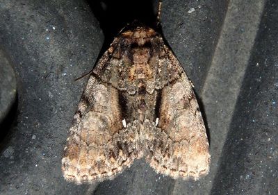 9556 - Chytonix palliatricula; Cloaked Marvel; northern dark form