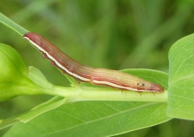 9582 - Nedra ramosula; Gray Half-Spot caterpillar