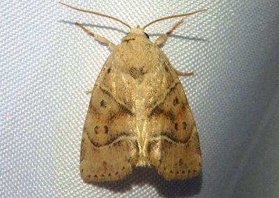 9815 - Cosmia calami; American Dun-bar Moth