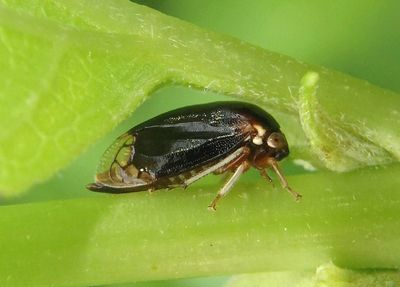 Acutalis tartarea; Treehopper species
