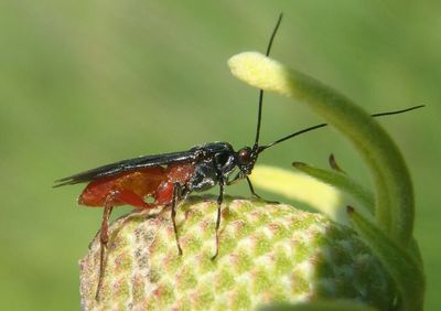Agathidini Braconid Wasp species; male