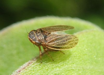 Aphrodes Leafhopper species