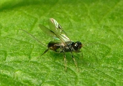 Aulacidae Aulacid Wasp species; female