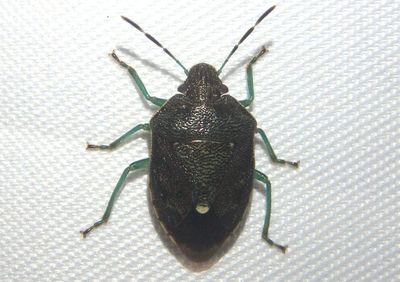 Banasa sordida; Stink Bug species