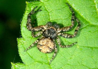Bassaniana Bark Crab Spider species