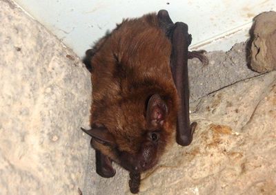 Big Brown Bat