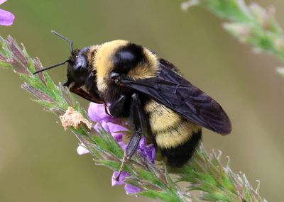 Bombus auricomus; Black-and-gold Bumble Bee