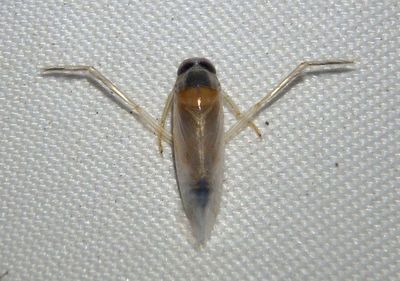 Buenoa Backswimmer species