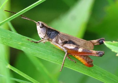 Chloealtis conspersa; Sprinkled Grasshopper; male