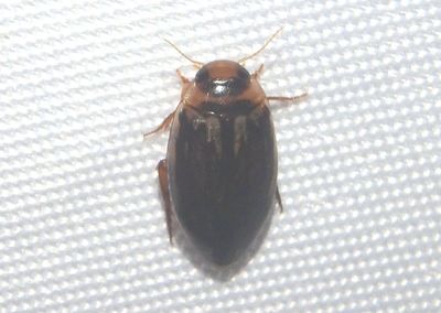 Coptotomus Predaceous Diving Beetle species