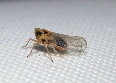 Muirodelphax arvensis; Delphacid Planthopper species