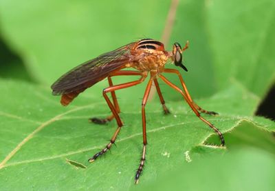 Diogmites neoternatus; Hanging-thief Robber Fly species