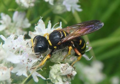 Ectemnius decemmaculatus; Square-headed Wasp species